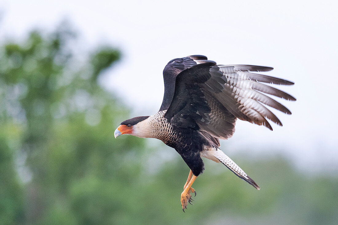 Northern crested caracara in flight