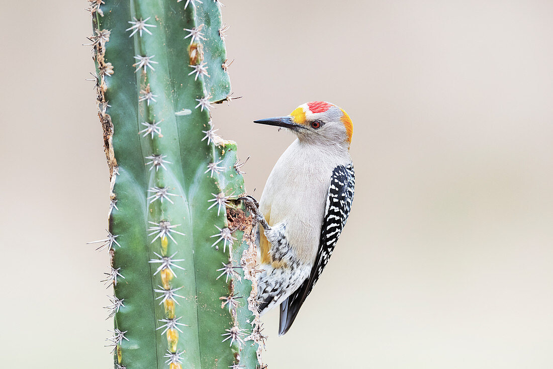 Golden-fronted woodpecker on cactus