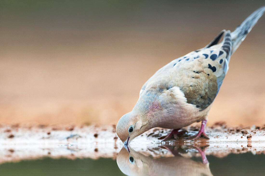 Mourning dove drinking