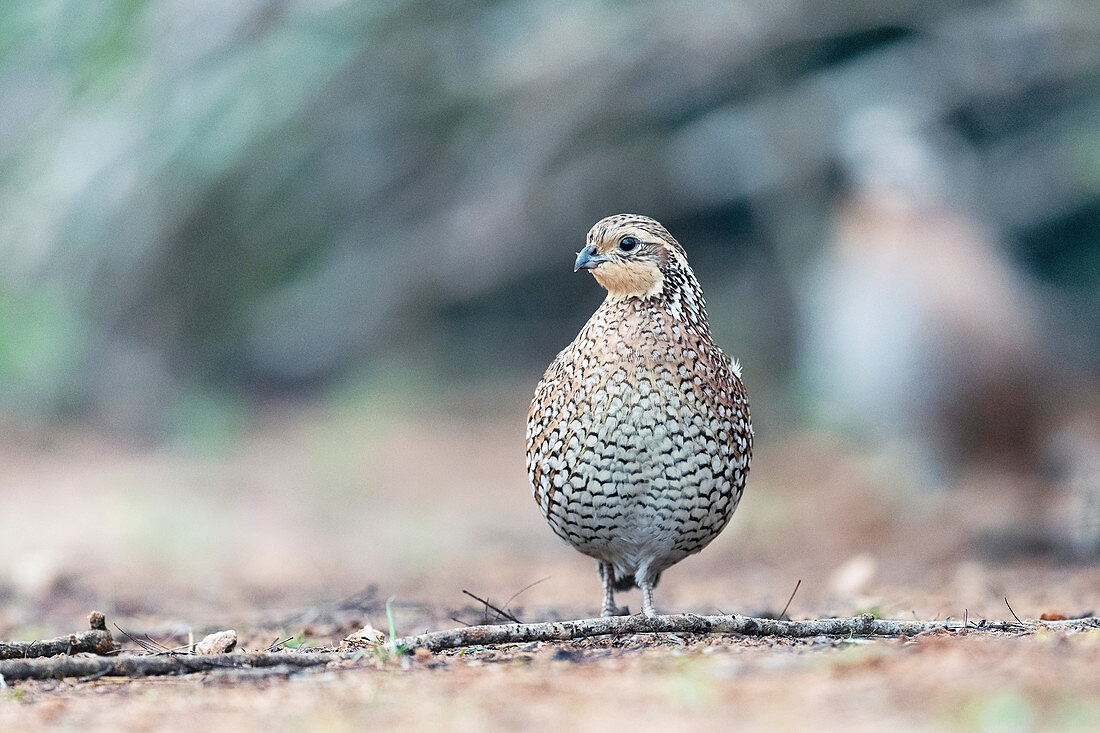 Northern bobwhite