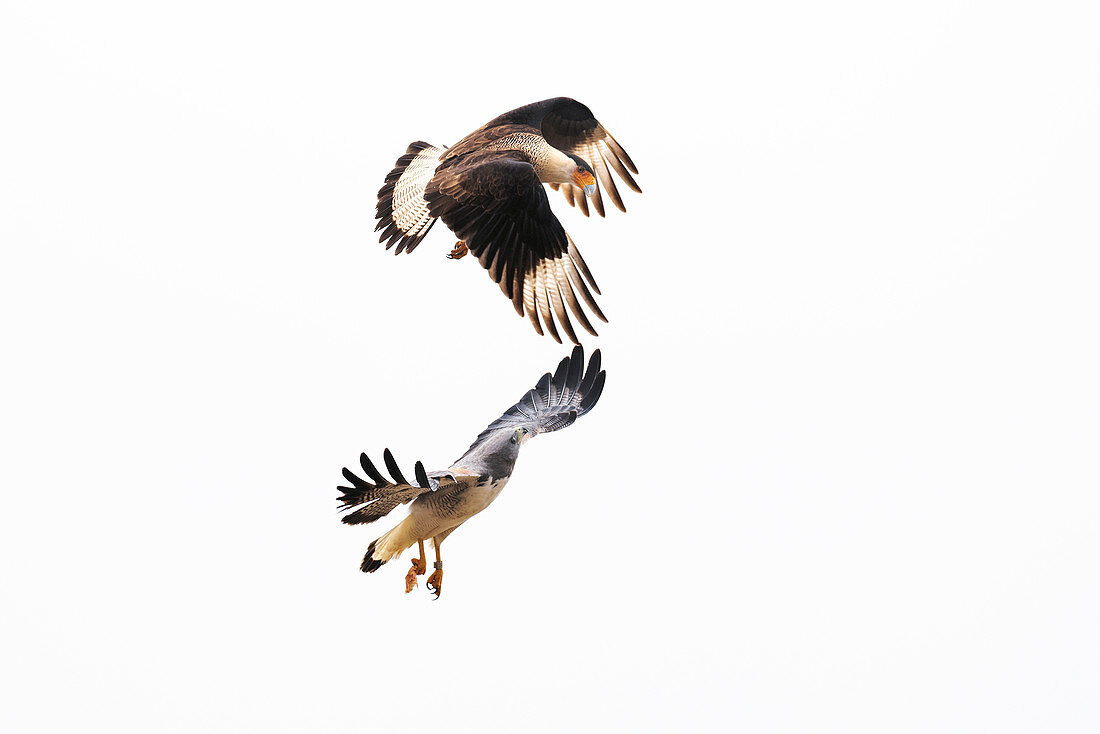 White-tailed hawk and crested caracara in flight