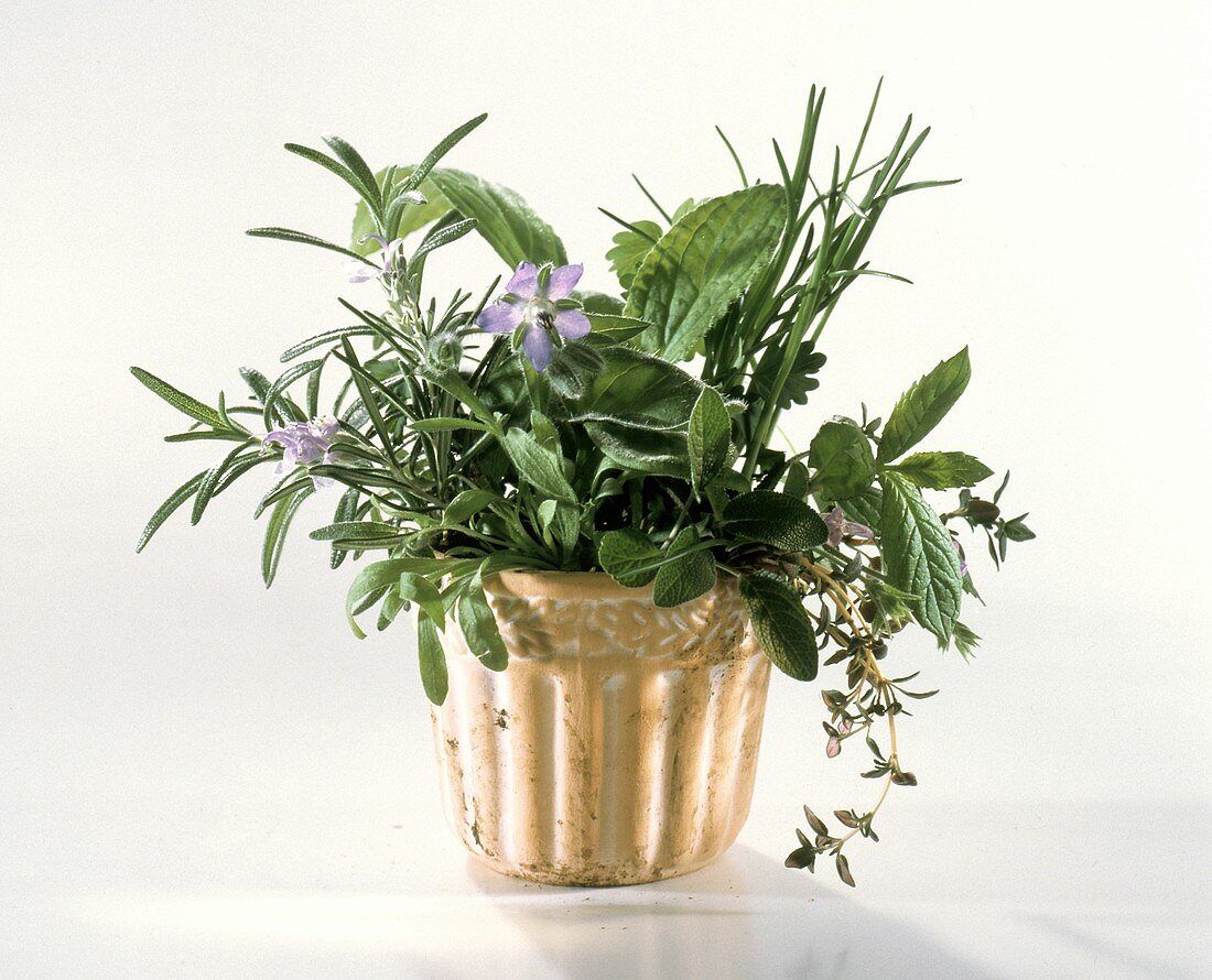 Herb Assortment in a Pot