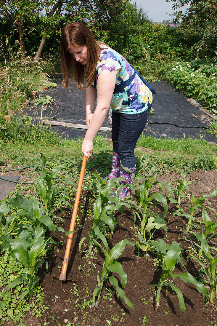 Woman hoeing sweetcorn patch