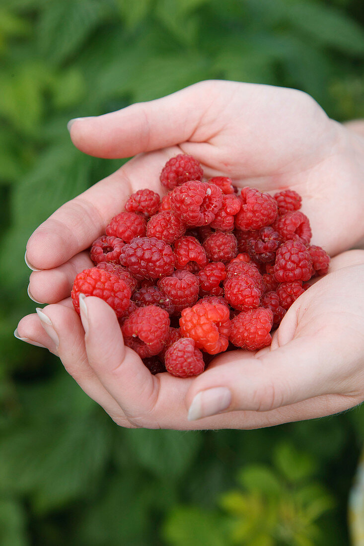 Woman's hands with raspberries
