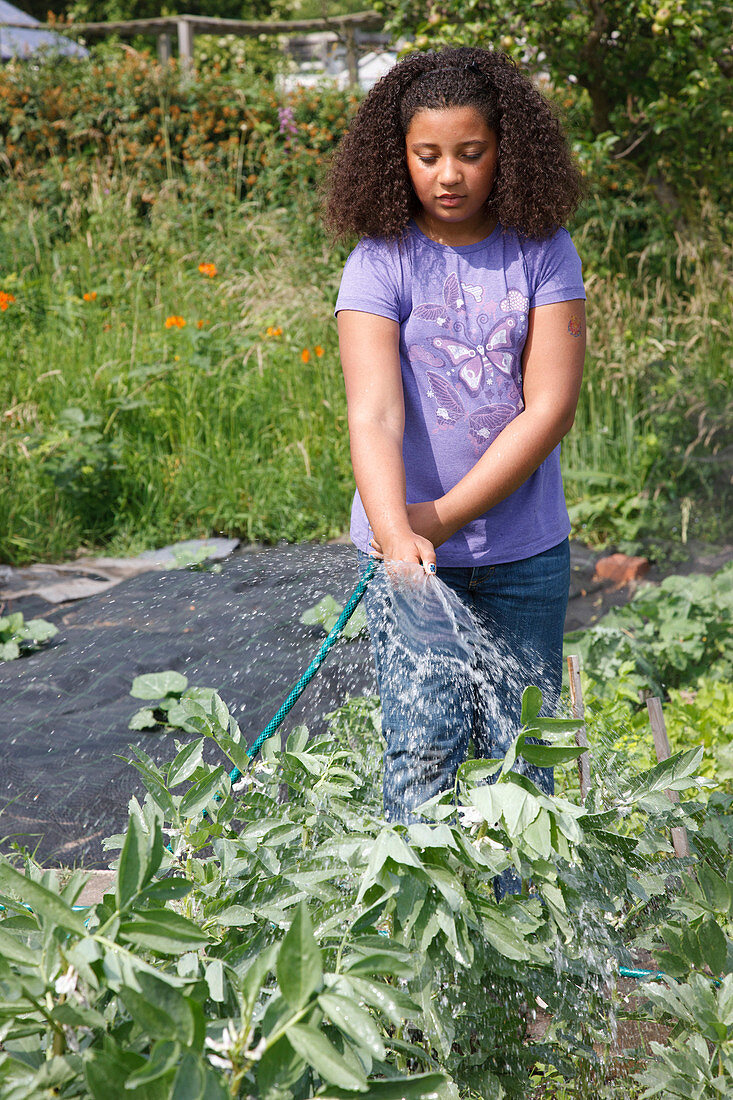 Girl watering broad bean plants with hosepipe