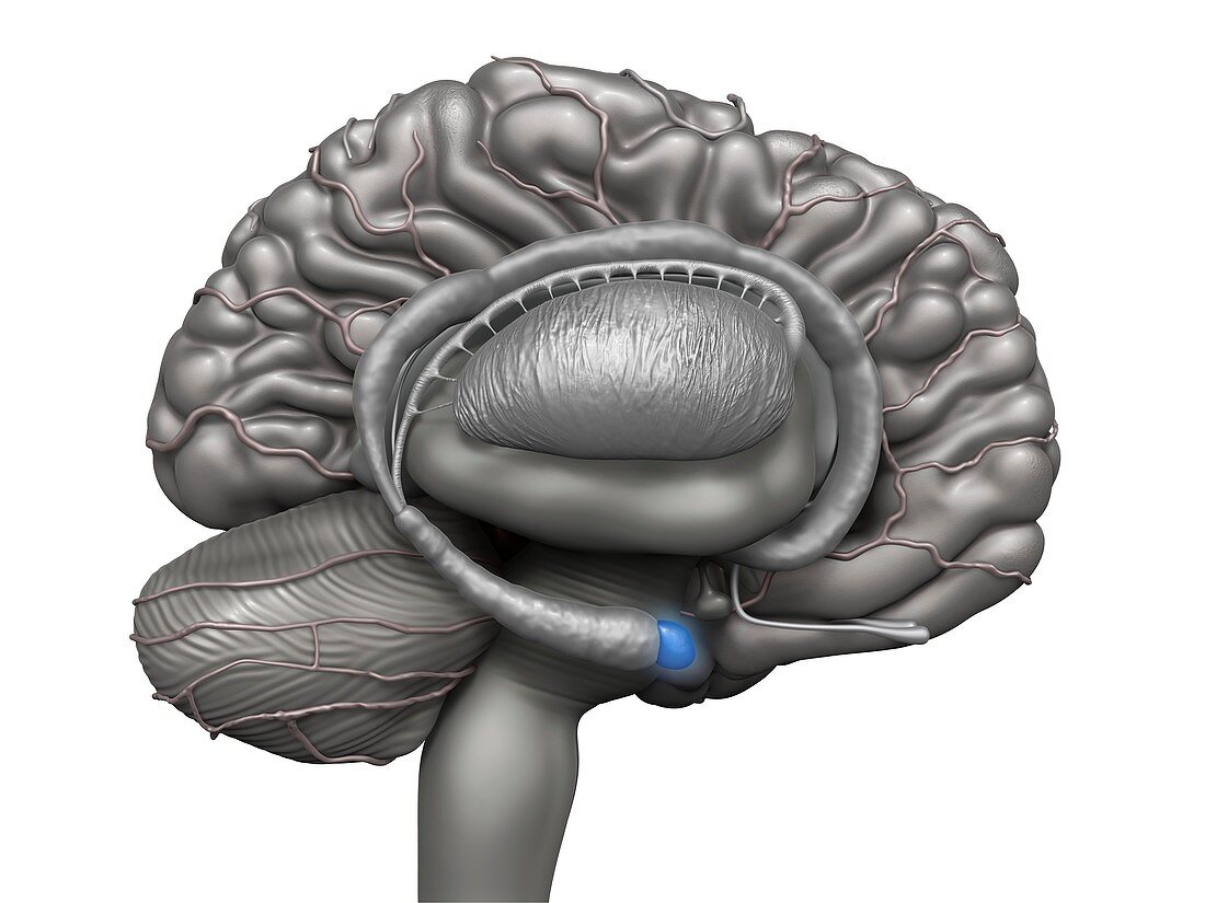 Amygdala in the brain,illustration