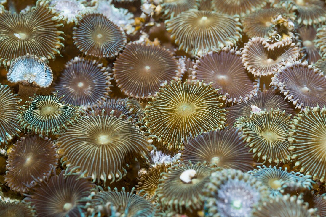 Sea anemones,Indonesia