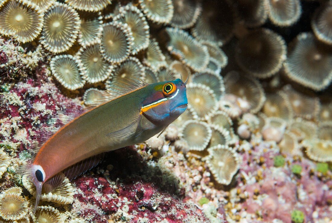 Tailspot blenny on a reef,Indonesia