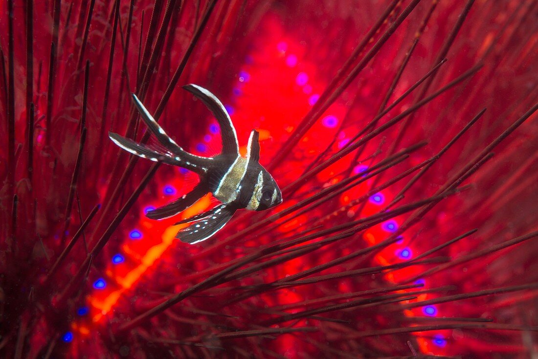 Banggai cardinalfish and long-spined sea urchin