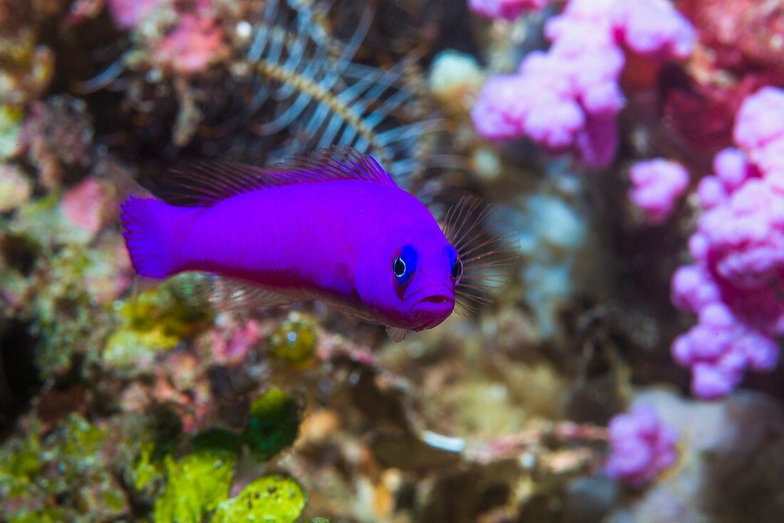 Magenta dottyback of coral reef,Indonesia