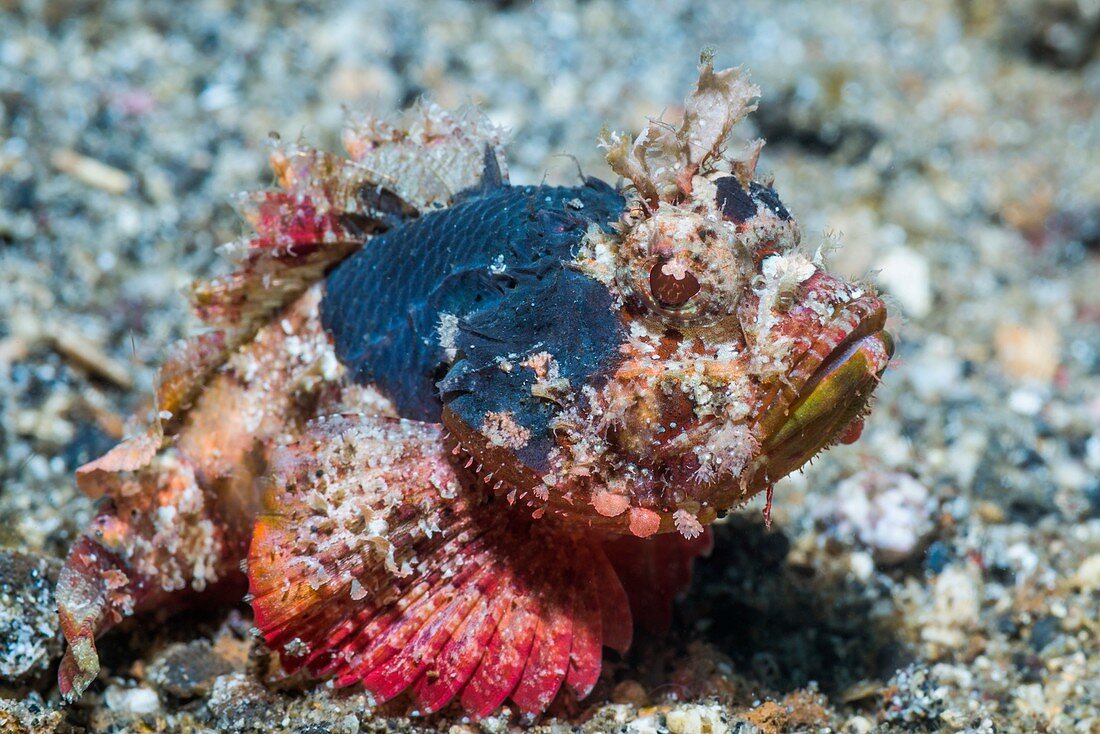 Devil scorpionfish on a reef,Indonesia