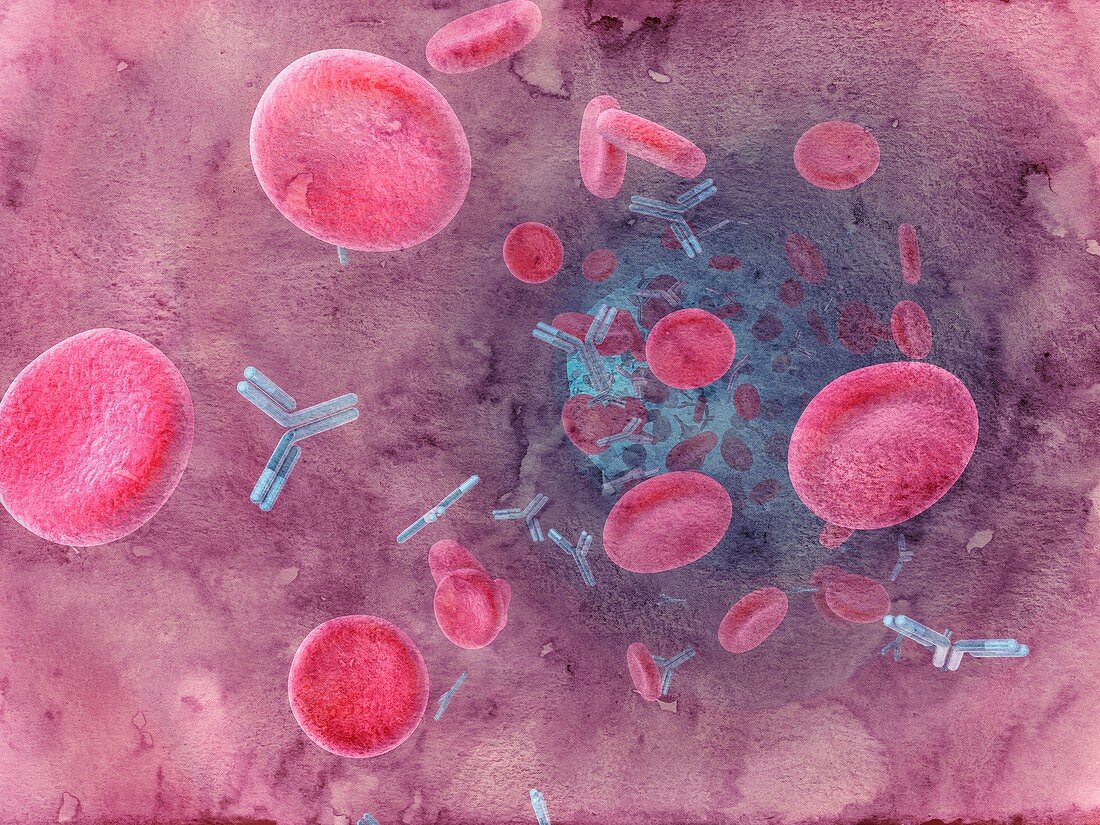 Antibodies in bloodstream,illustration