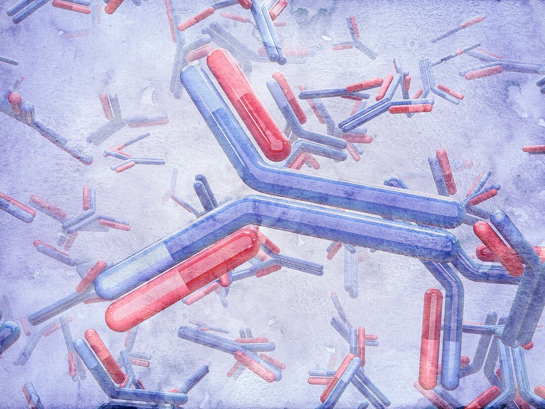 Antibodies,illustration