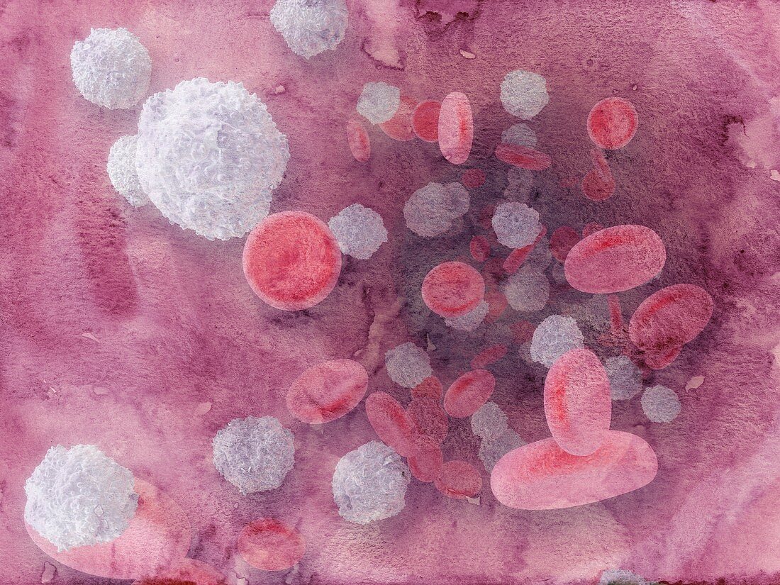 Blood cells in a vein,illustration
