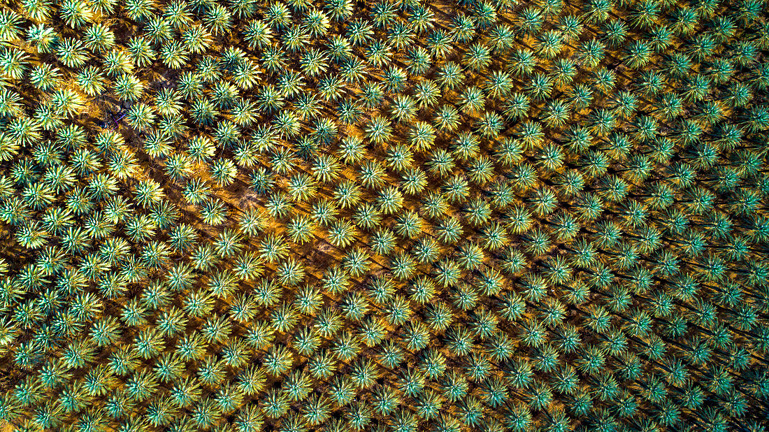 Aerial view of a palm tree plantation