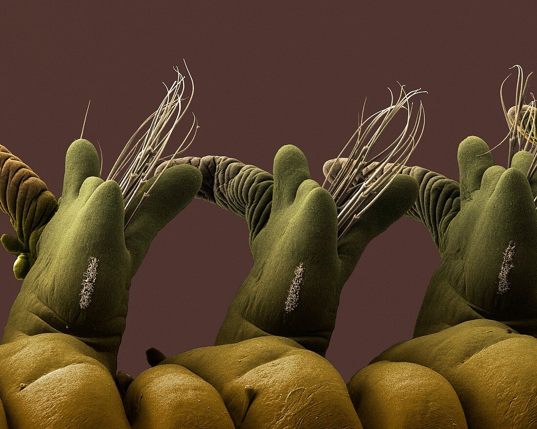 Ragworm parapodia,SEM