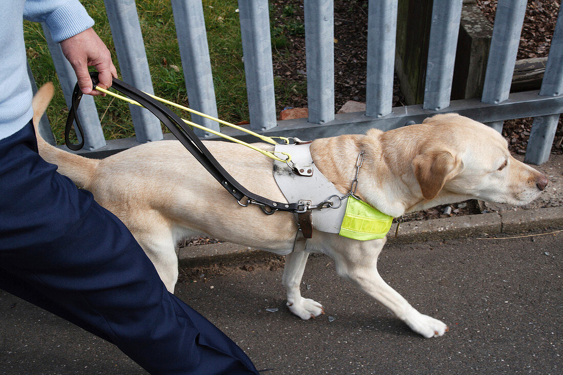 Guide Dog in harness walking with owner