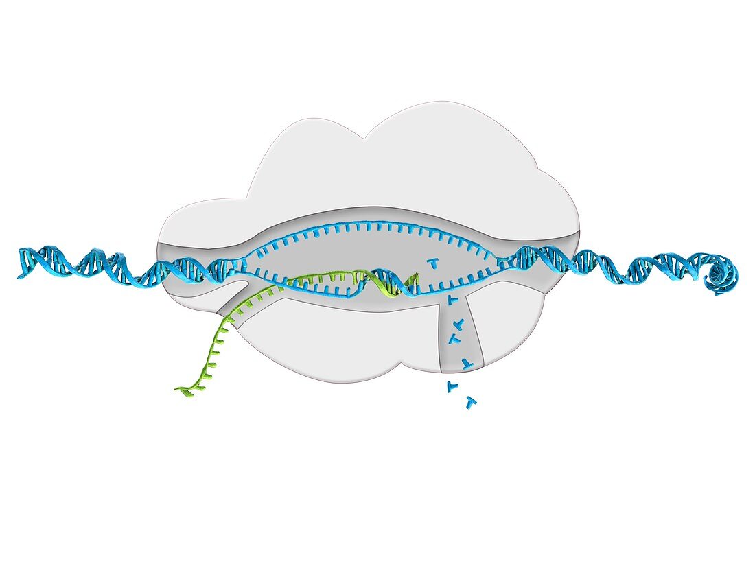 DNA transcription,illustration