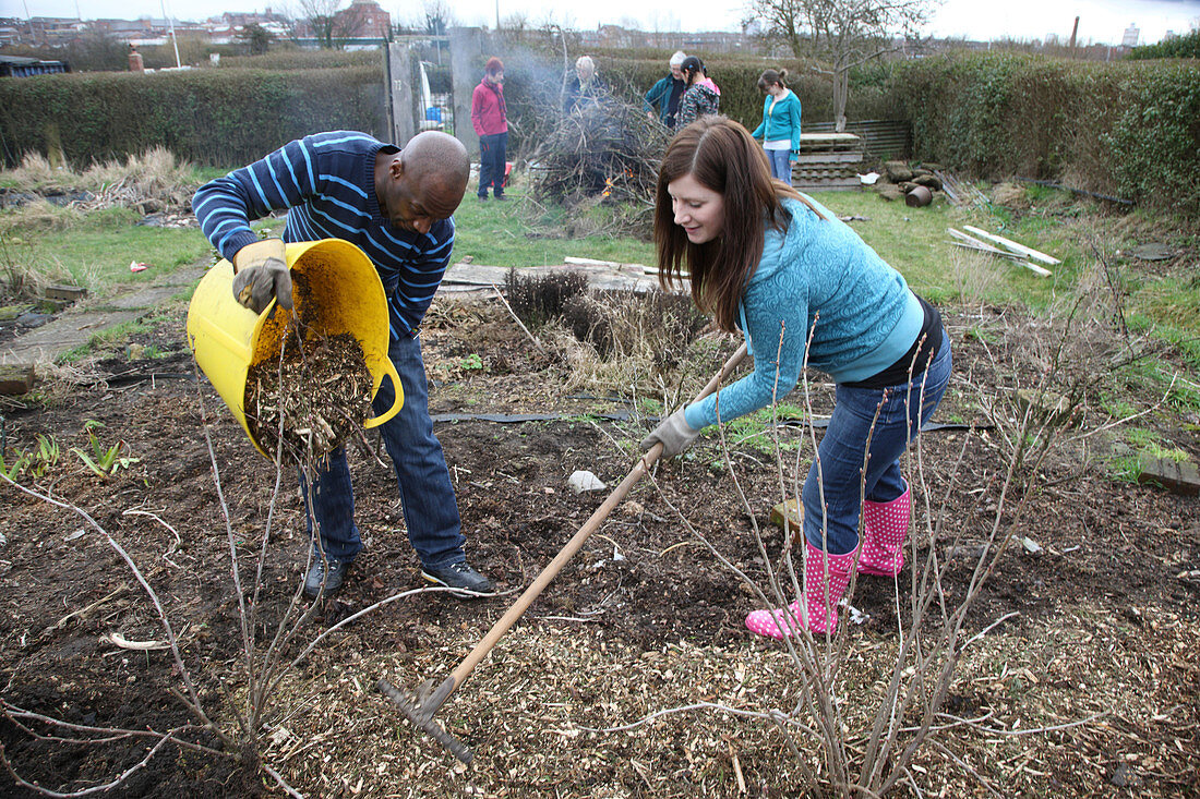 People mulching fruit bushes on an allotment
