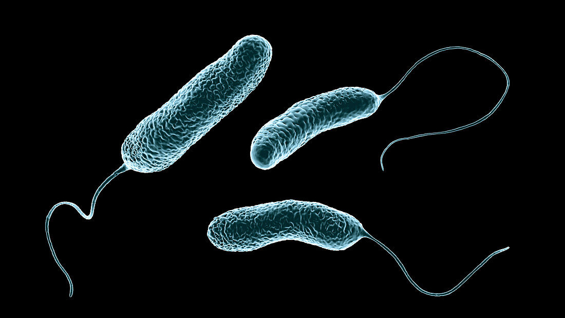 Ideonella plastic-degrading bacteria,illustration