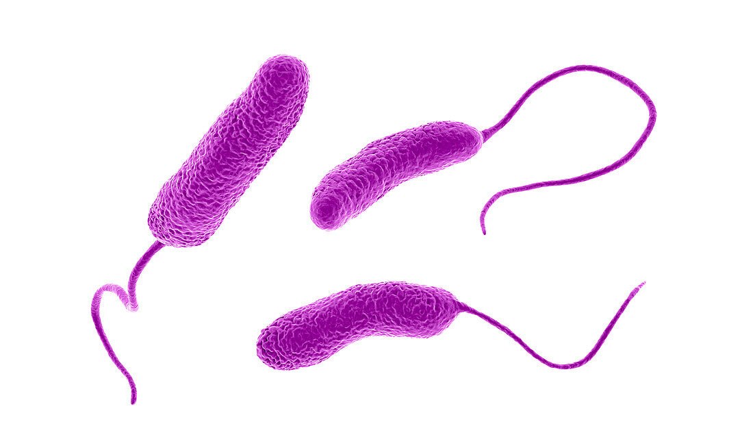 Ideonella plastic-degrading bacteria,illustration