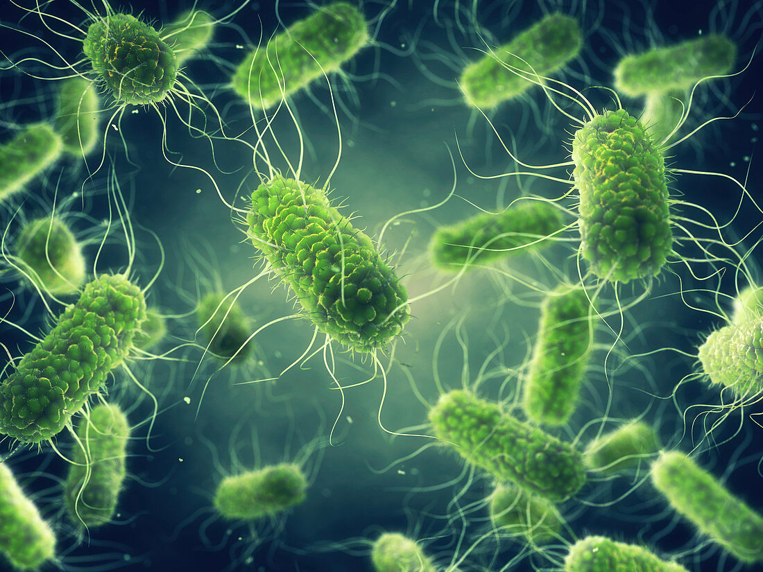 Salmonella bacteria,illustration