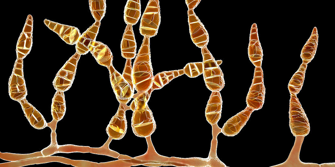 Allergenic fungus Alternaria alternata,illustration
