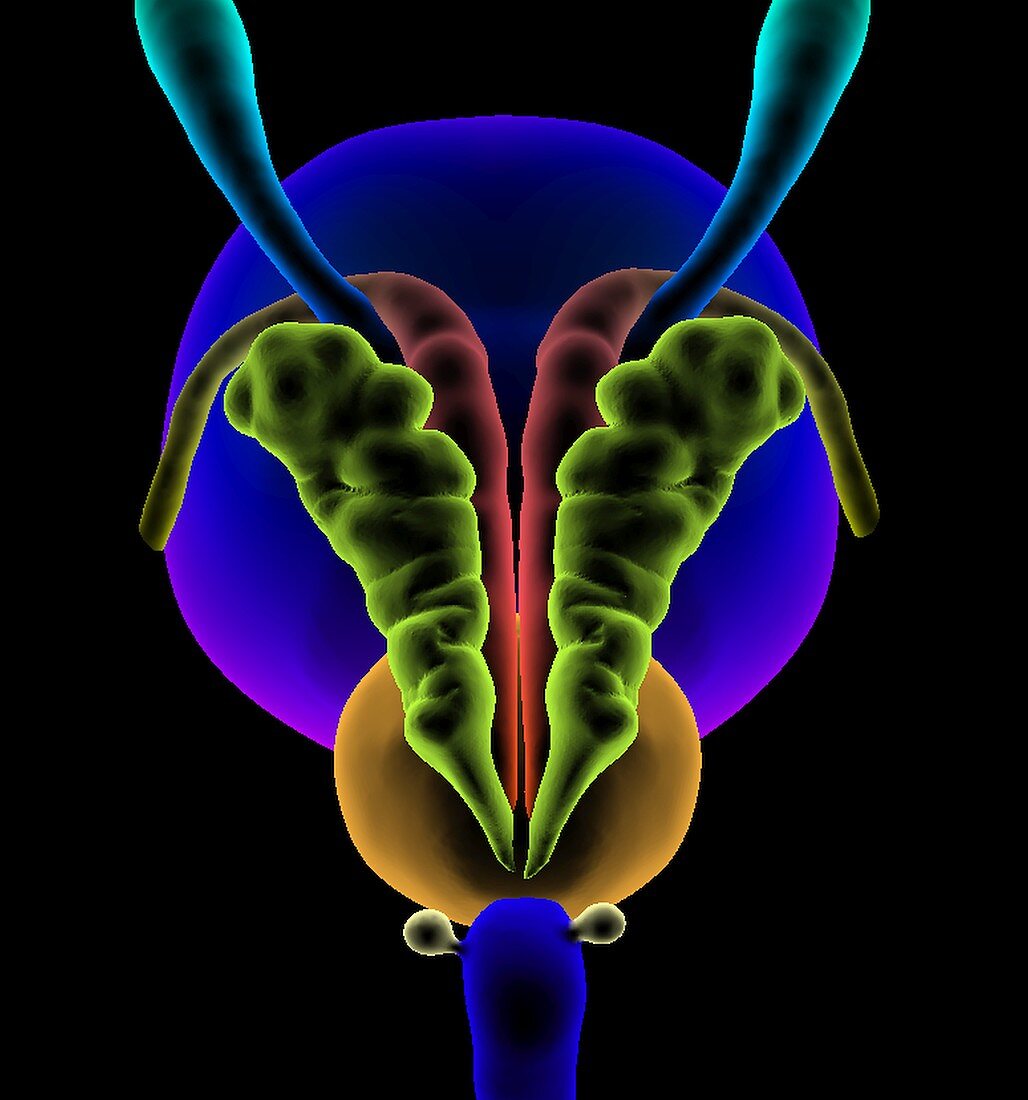 Prostate gland location,illustration
