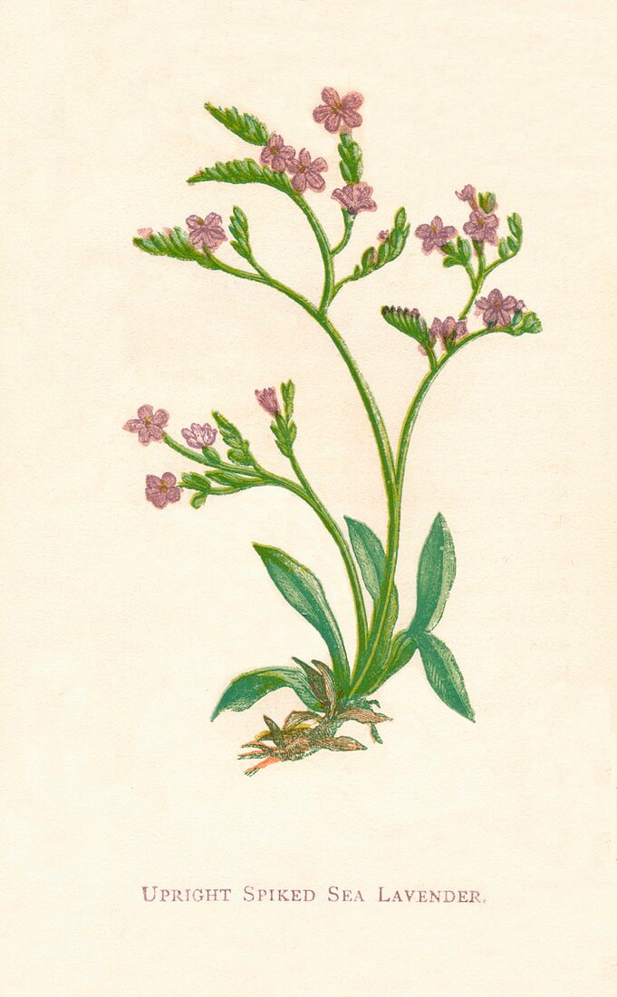 Upright Spiked Sea Lavender, c1891, (1891)