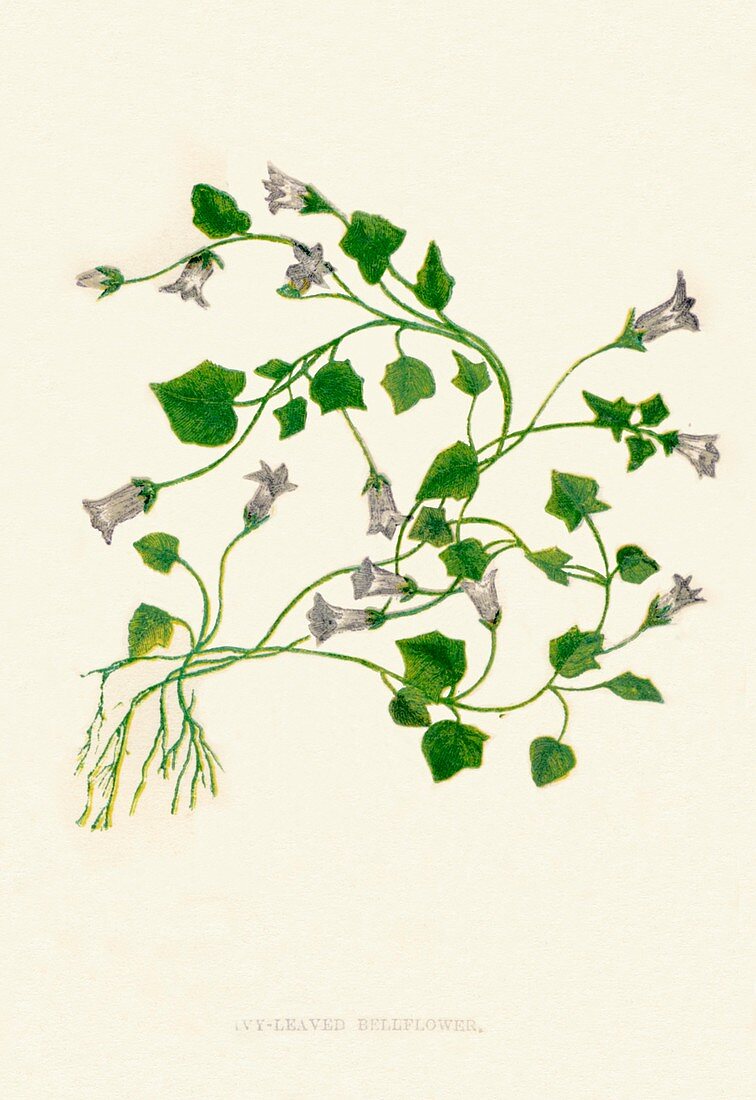 Ivy-Leaved Bellflower, c1891, (1891)