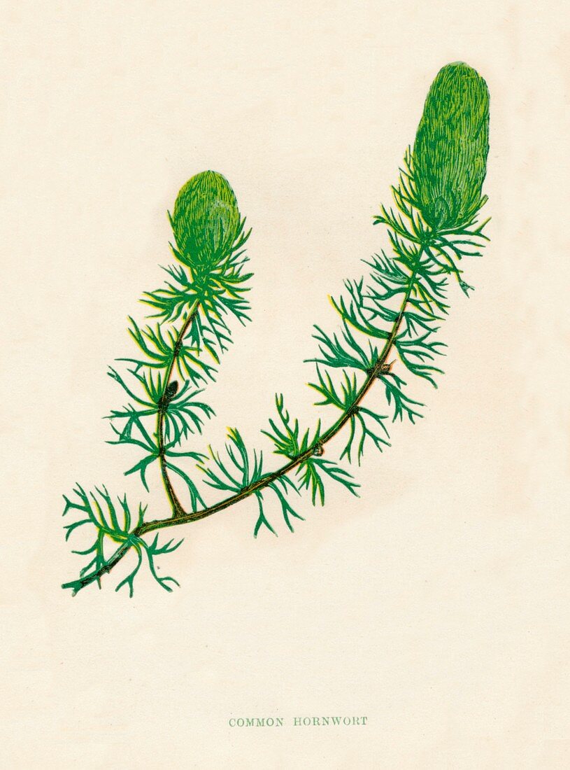 Common Hornwort, c1891, (1891)