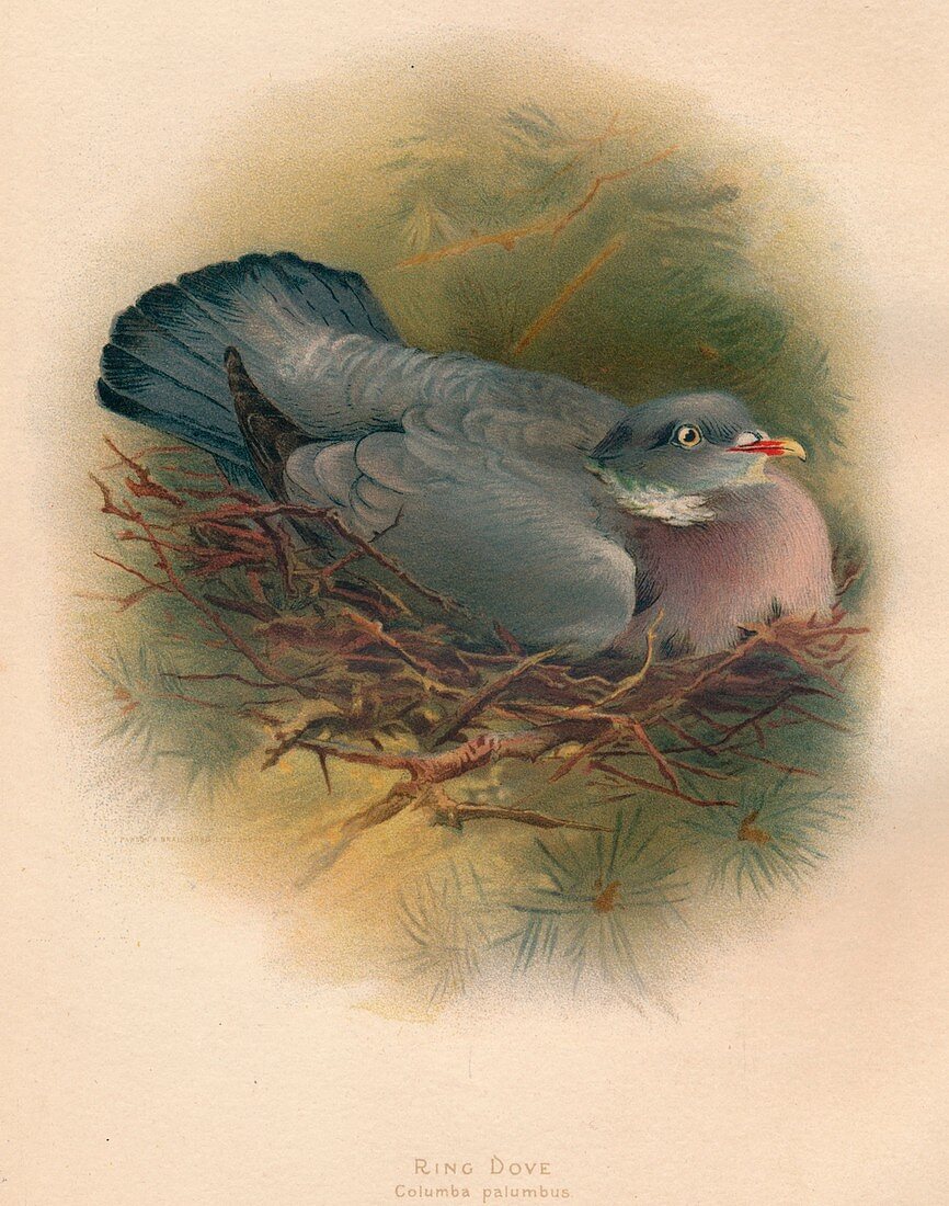 Ring Dove (Columba palumbus), 1900, (1900)