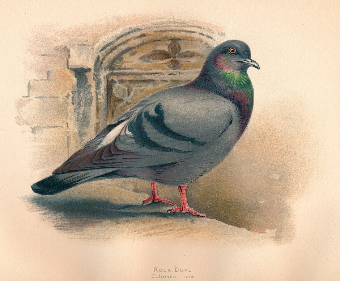 Rock Dove (Columba livia), c1900, (1900)