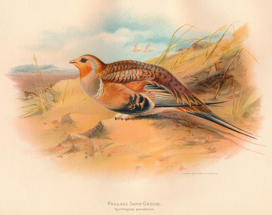 Pallass Sand-Grouse (Syrrhaptes paradoxus), 1900, (1900)