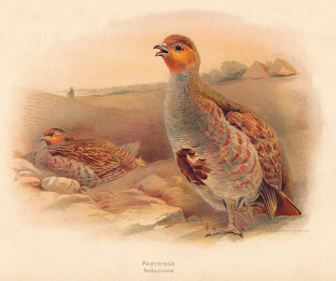 Partridge (Perdix cinerea), 1900, (1900)