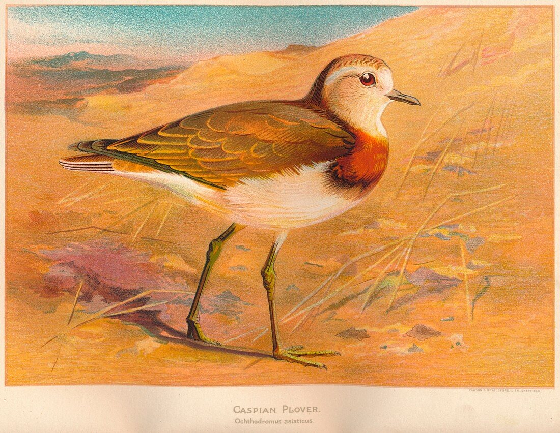 Caspian Plover (Ochthodromus asiaticus), 1900, (1900)