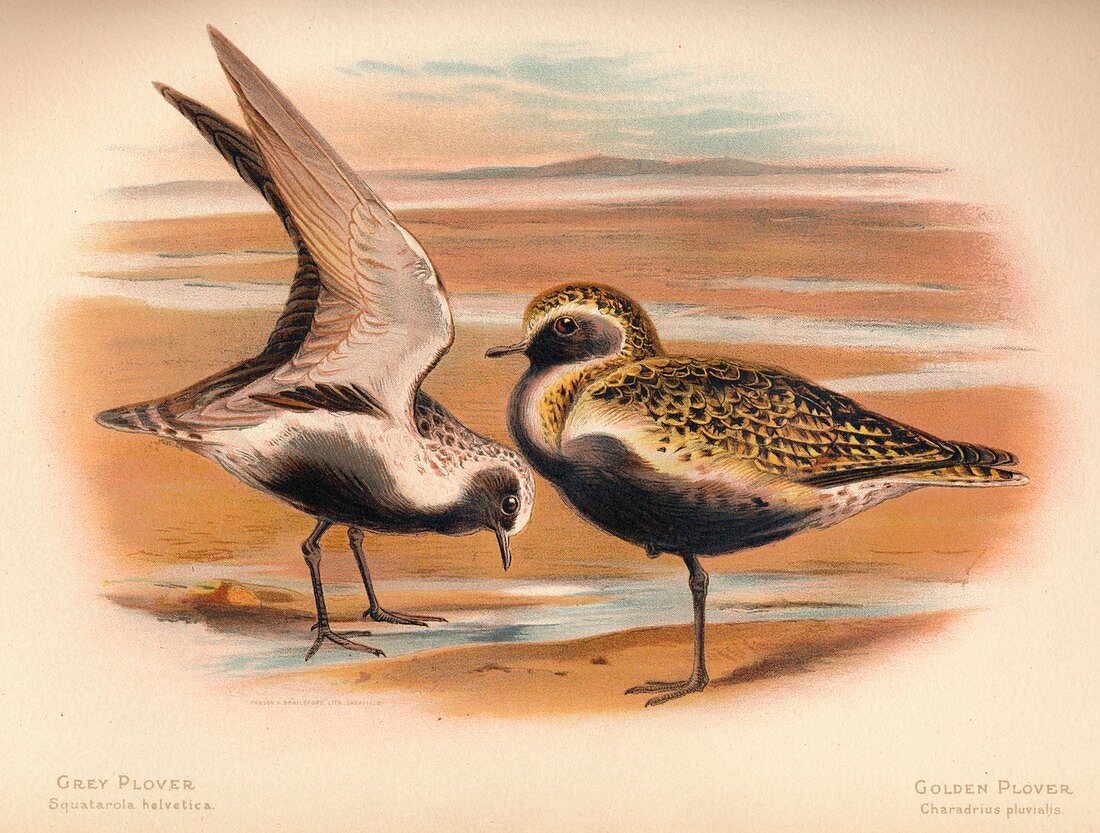 Grey Plover, Golden Plover, 1900