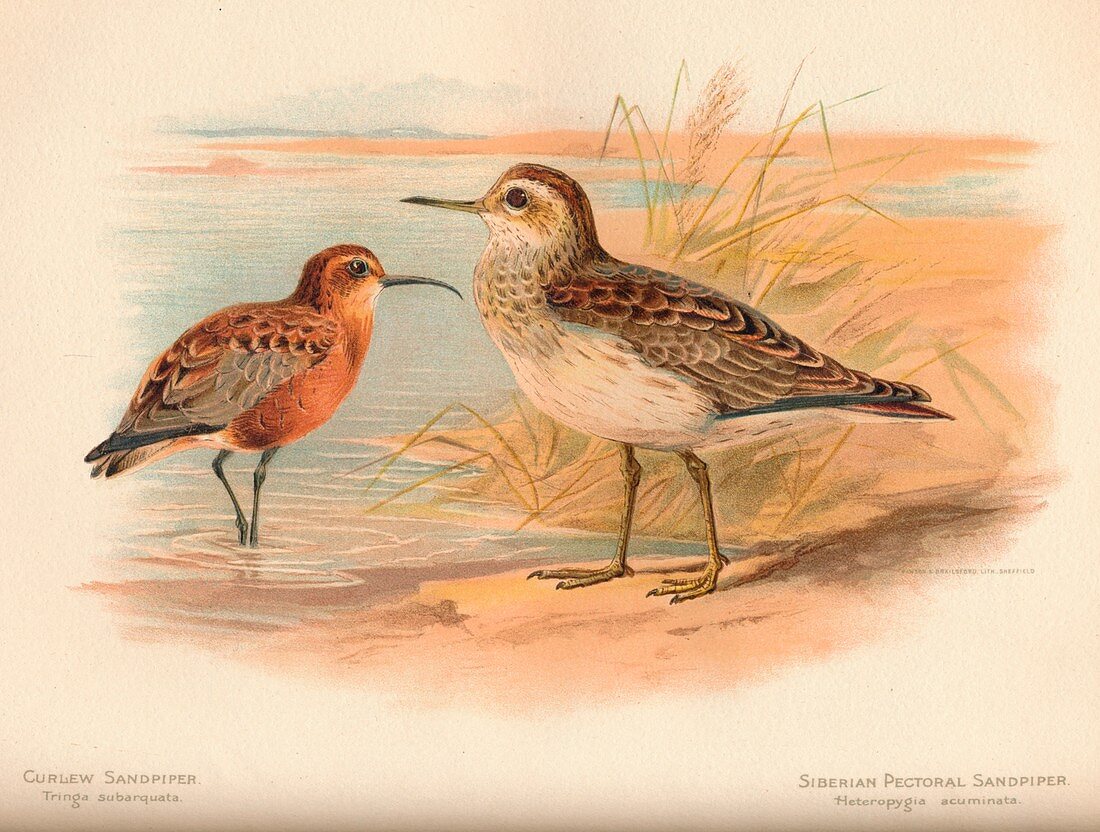 Curlew Sandpiper, Siberian Pectoral Sandpiper, 1900