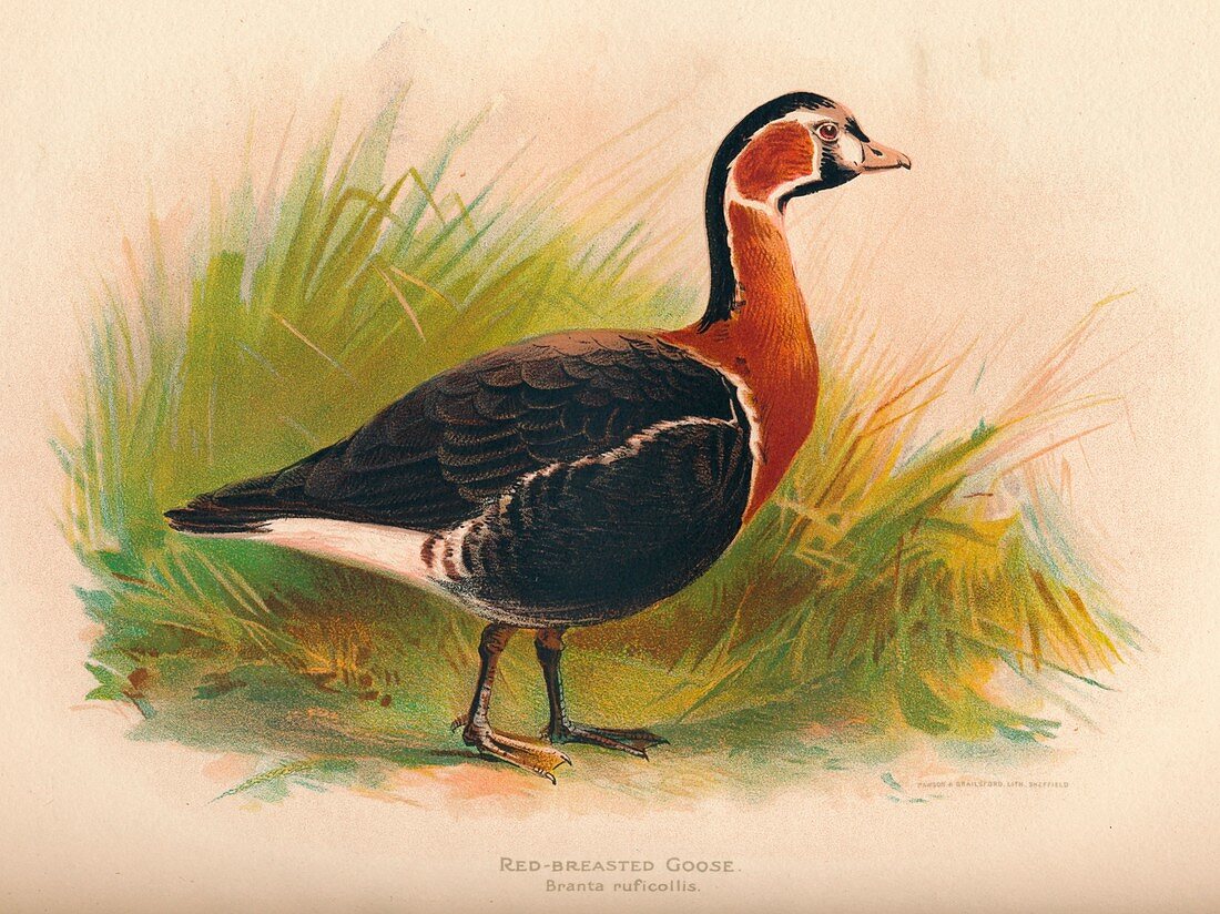 Red-Breasted Goose (Branta ruficollis), 1900, (1900)