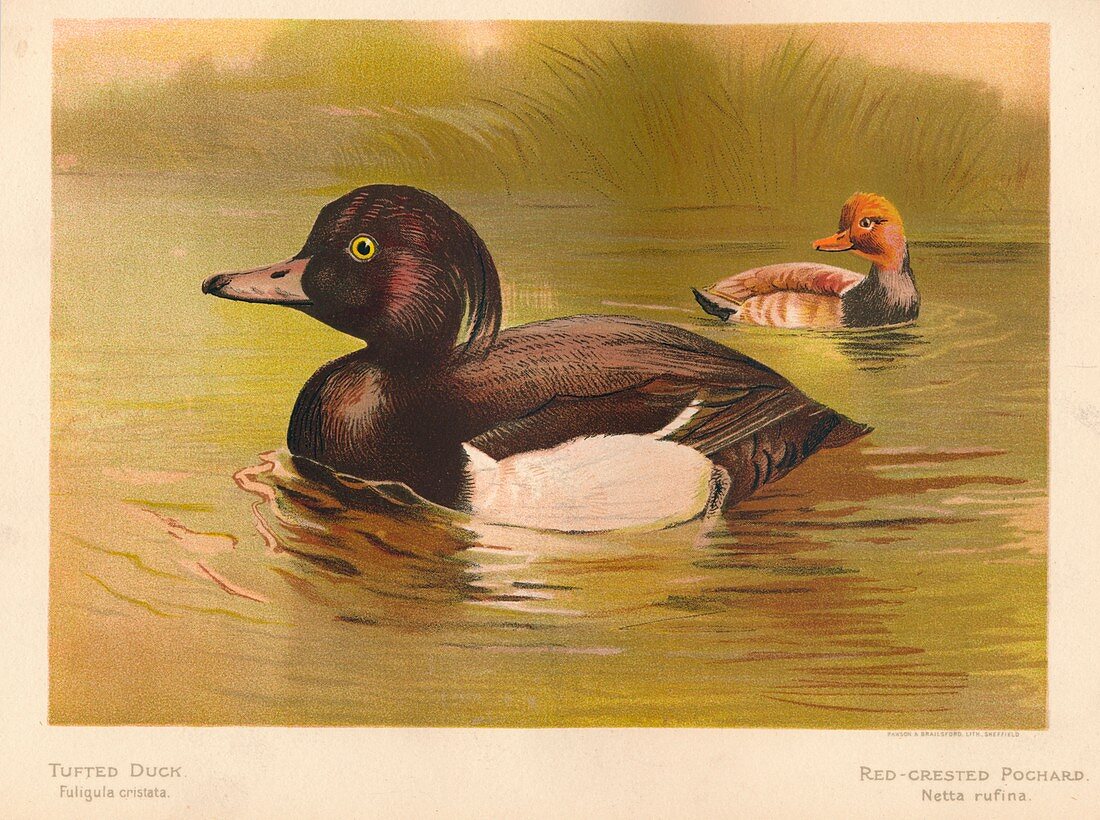Tufted Duck, Red-Crested Pochard, 1900