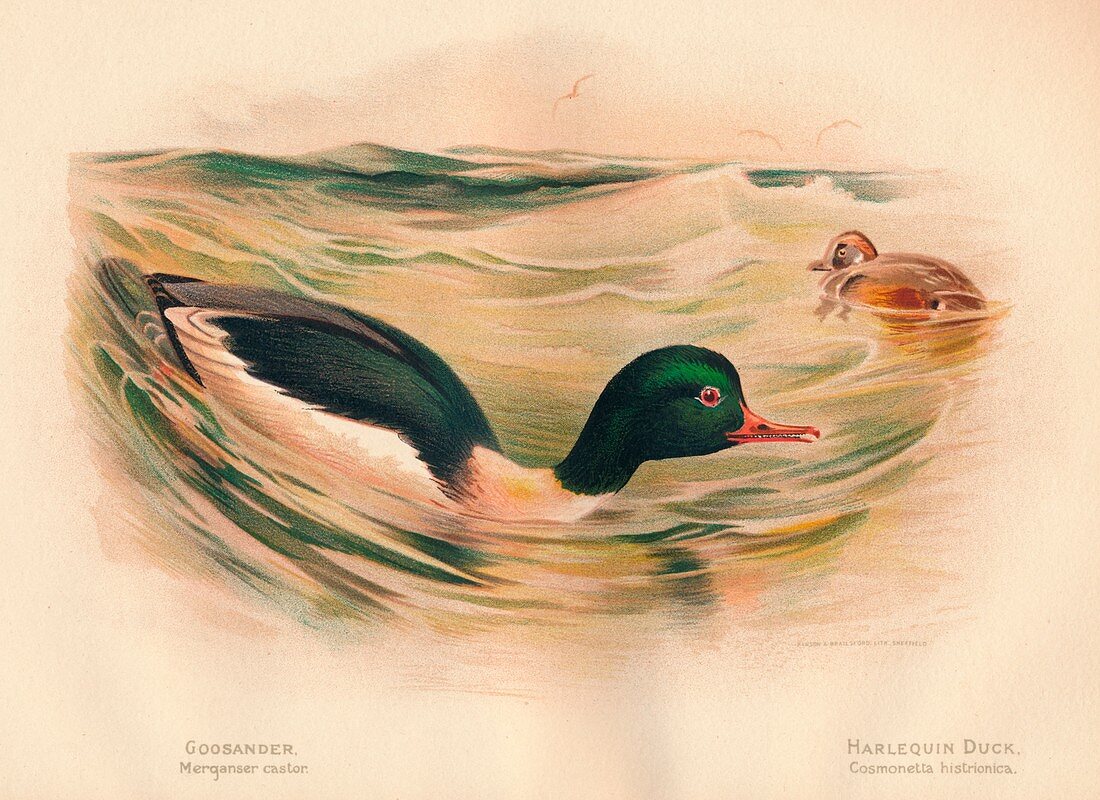 Goosander, Harlequin Duck, 1900