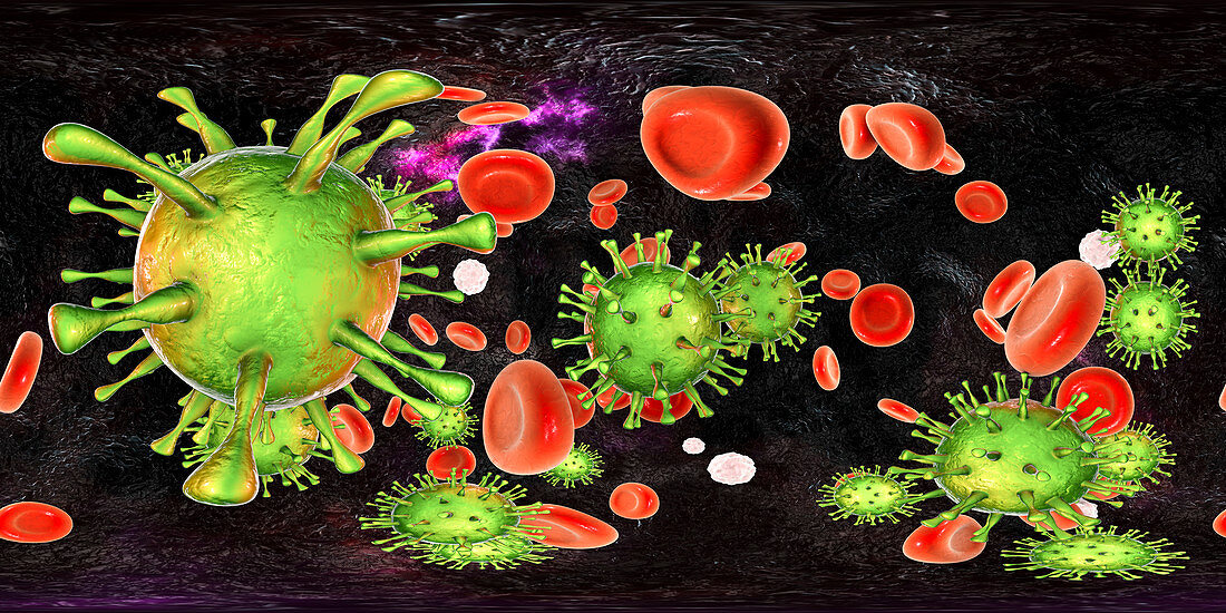 Human cytomegaloviruses in blood,illustration