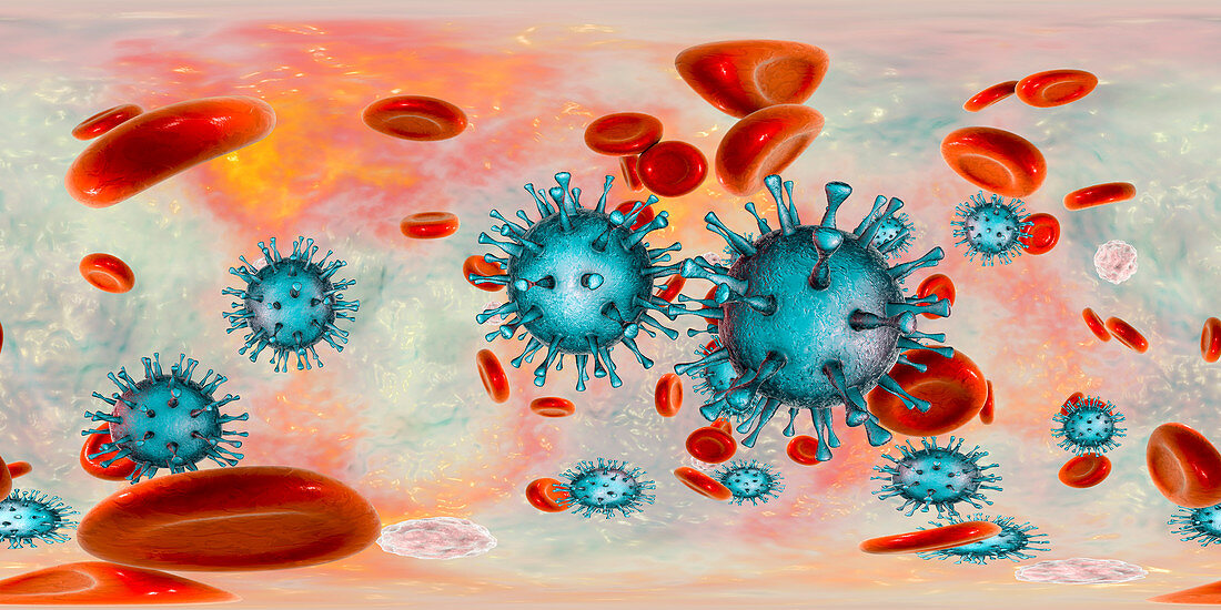 Human cytomegaloviruses in blood,illustration