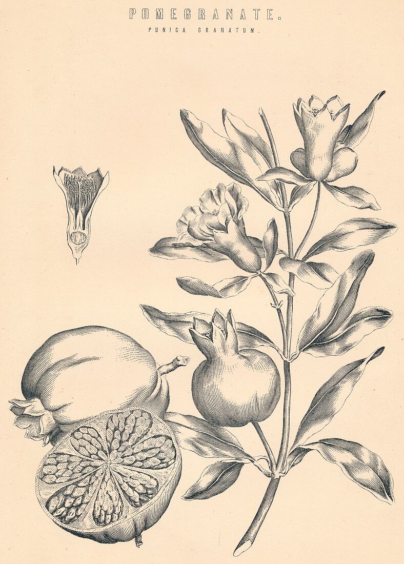 Pomegranate, c19th century