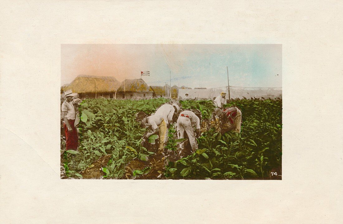Cosecha de tabaco -Tobacco Plantation, c1910