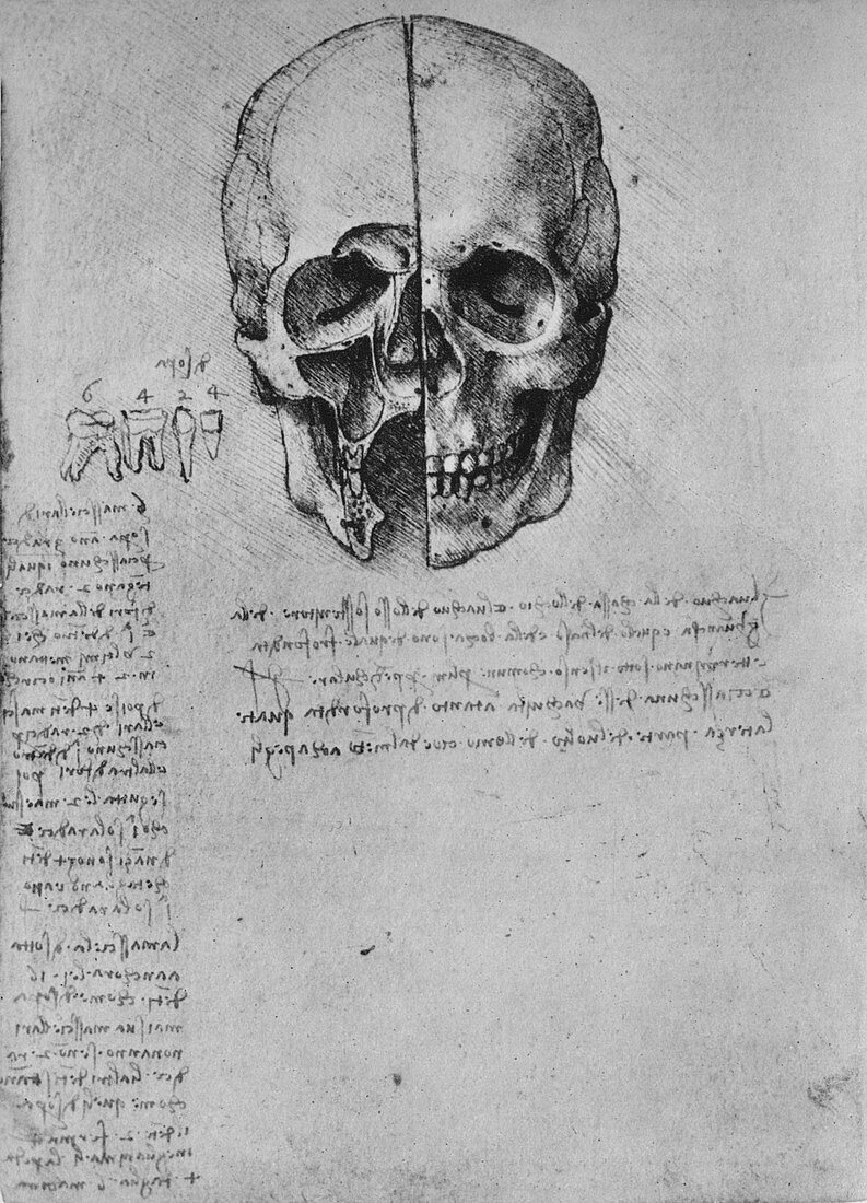 Drawing of Two Halves of a Skull, c1480 (1945)