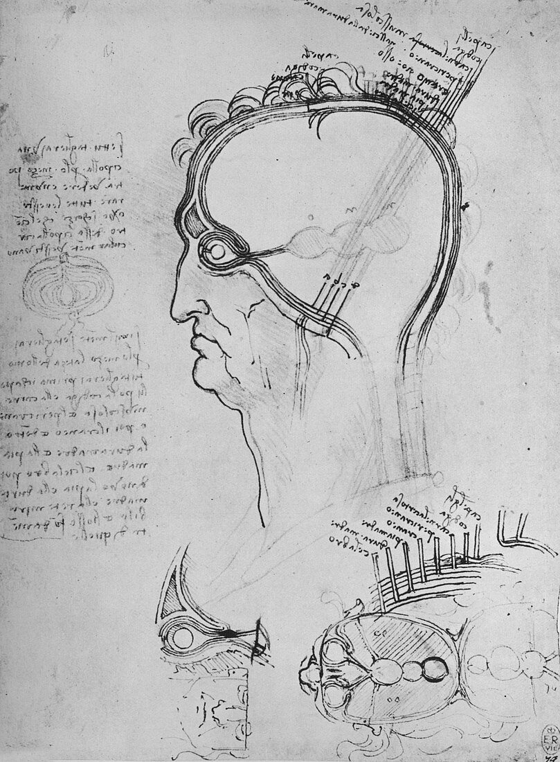 Sections of a Man's Head Showing the Anatomy', c1480
