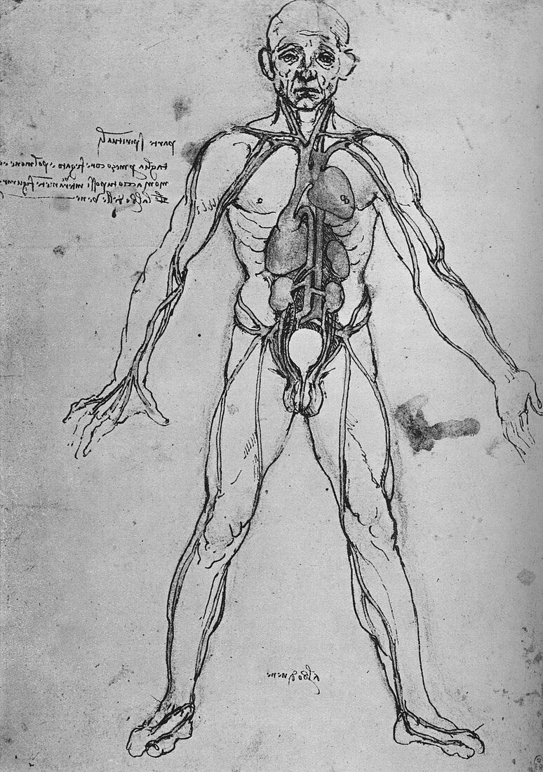Man Drawn as an Anatomical Figure, c1480