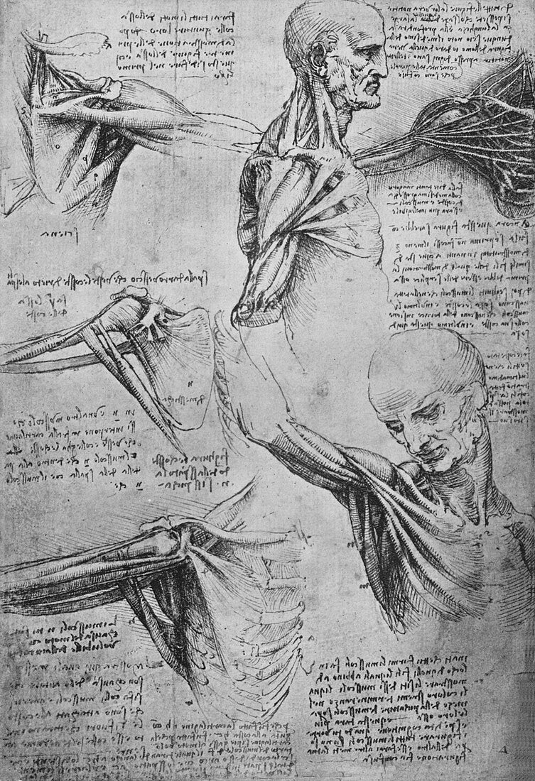 Anatomical Studies of a Man's Neck and Shoulders', c1480