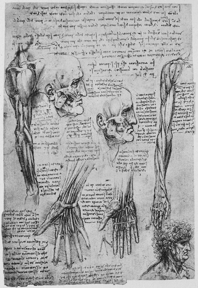 Studies of the Muscles of the Face and Arm, c1480 (1945)